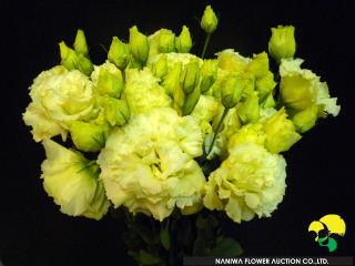 Eustoma Yellow Dance.jpg